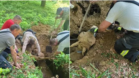 Spasitelji u šumi pokušavaju izvući kobilu iz duboke jame u zemlji.