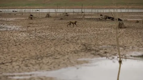 Pas hoda po isušenom i napuklom tlu pored ostataka drveća.
