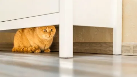 Narančasta mačka skriva se ispod bijelog ormarića u stanu.