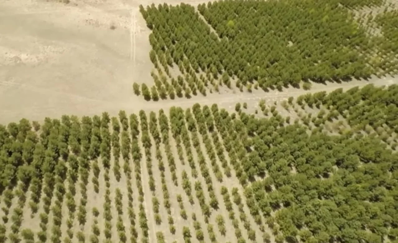 Pogled iz zraka na pravilne redove zasađenog drveća koji tvore zeleni štit na pijesku.