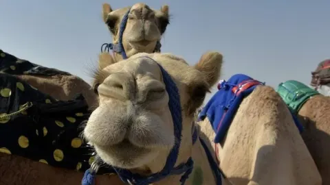 Krupni plan glave dvije deve s ukrasnim uzdama na festivalu u Omanu.