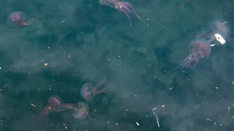 Brojne velike meduze Rhizostoma pulmo plutaju u mutnom plavom moru.