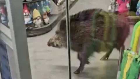 Divlja svinja hoda unutar trgovine mješovitom robom u Berlinu.